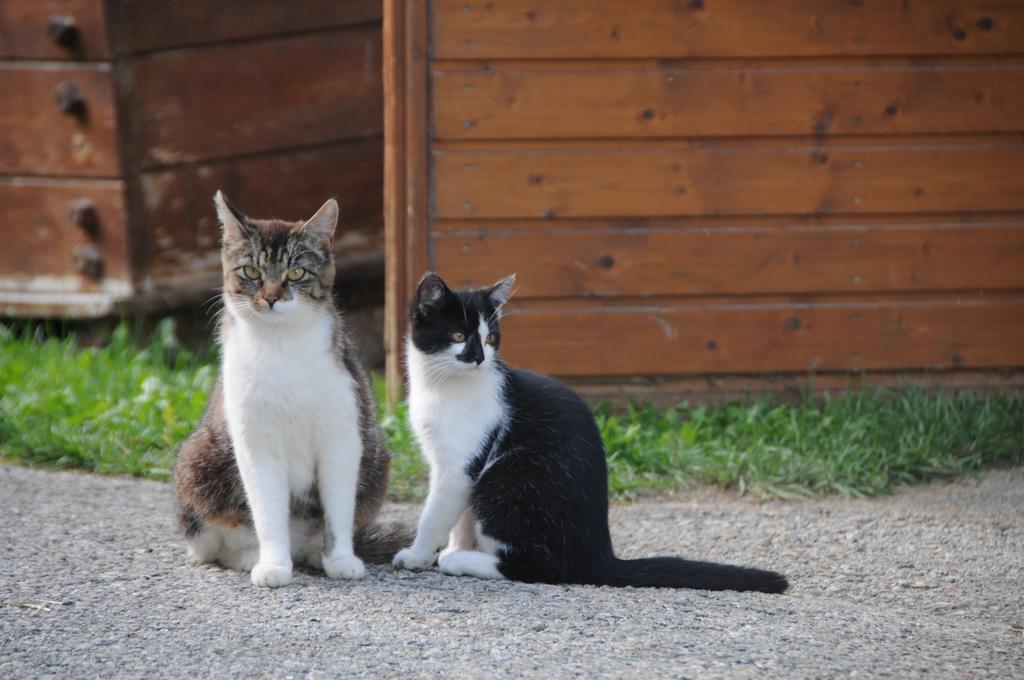 フラッハウLaubichlhofアパートメント 部屋 写真