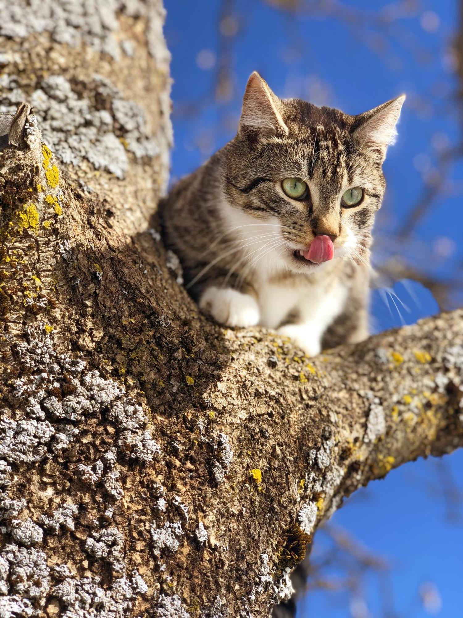 フラッハウLaubichlhofアパートメント エクステリア 写真