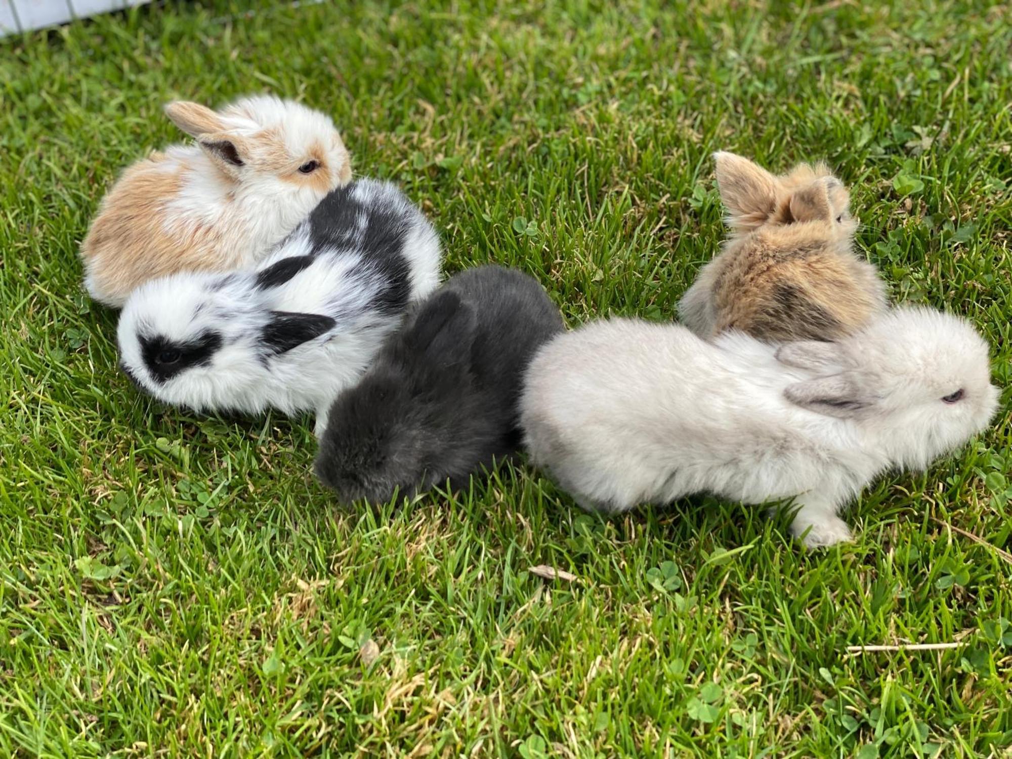 フラッハウLaubichlhofアパートメント エクステリア 写真