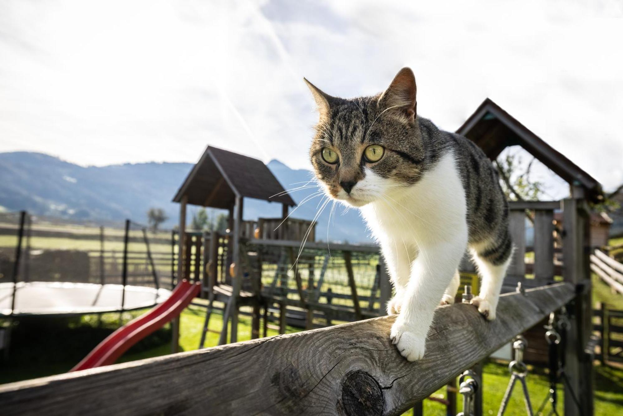 フラッハウLaubichlhofアパートメント エクステリア 写真